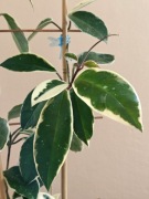 Hoya Carnosa Krimson Queen SADZONKA CIĘTA x2