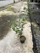 LIGUSTR LIGUSTER SADZONKI 50/70 cm