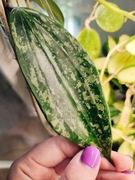 Hoya Rangsan - ukorzeniona sadzonka :)