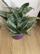 Sansewieria Sansevieria ,,silver marginata „odrost