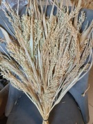 Proso klosy zboże suszone naturalne trawy ozdoby 