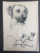Rhodesian Ridgeback - różności