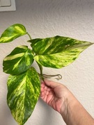 Epipremnum Aureum Hicolor - szczyt ukorzeniony