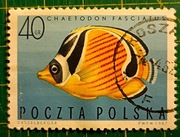 Fi 1602 Ryby egzotyczne