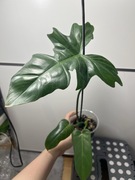 Philodendron filodendron Green Dragon