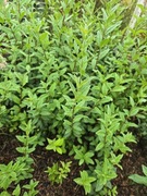 Ligustr zimozielony atrovirens 40cm+