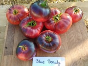 BLUE BEAUTY nasiona Pomidor Kolekcjonerski