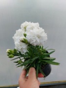 Goździk, bylina - biały, niski, pachnący 