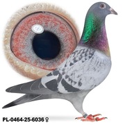 Samica daleki dystans Vanestra Rigole Linia BRONZO