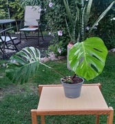 Monstera deliciosa variegata 