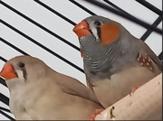 Sprzedam młode zeberki z tego roku z września