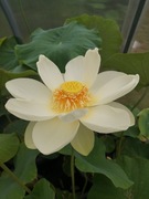 Lotos żółty (Nelumbo lutea) - roślina w wiaderku 20l z pąkiem kwiatowym