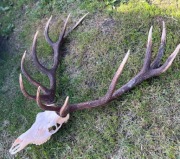 Poroże jelenia wieniec trofea kolekcjonerskie myłkus zrzut 