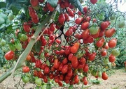 nasiona pomidora MEGAGRONIASTY CZERWONY- karma dla ryb