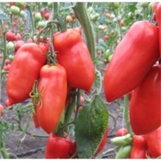 Pomidor Cornabel F1 firmy Vilmorin 15 nasion w kształcie wydłużonej papryki