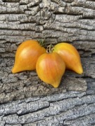 Baltic Light F2 Pomidor kolekcjonerski / 40