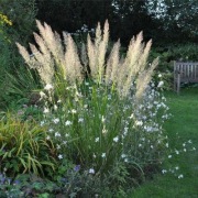 Trzcinnik brachytricha 