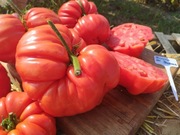 RICCIO DI PARMA nasiona Pomidor Kolekcjonerski