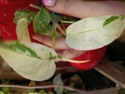 monstera laniata variegata-cięty szczyt