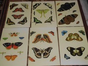 Motyle  reprint XIX w. grafik do aranżacji wnętrza