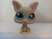 Littlest pet shop pies Chihuahua #837 + dodatek 