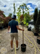 Morus alba Pendula, Morwa biała, obwód 6-8, 8-10cm, pień 180, 200cm