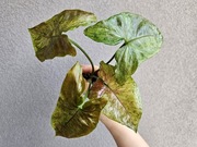 Syngonium Green Rooibos kolekcjonerskie wielki szczyt 4 liście 