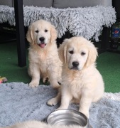 Golden Retriever ZKwP FCI 