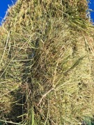 siano dla gryzoni ekologiczne