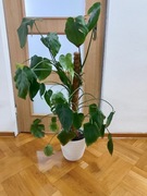 monstera dziurawa (Monstera deliciosa) z doniczką i palikiem kokosowy