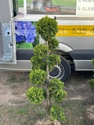 BONSAI bonsaj 140/150 cm DUŻY BONSAJI dostawa 