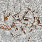 Wskazówki do zegarków vintage