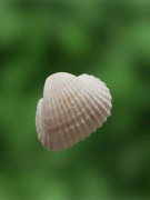 Ozdoba naturalna muszelka do formikarium mrówki 