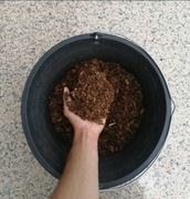 Próchno dębowe 10l podłoże prosionki chrząszcz wij