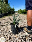 Yucca rostrata, Juka, wysokość 20-30cm, c4