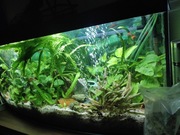 Akwarium panoramiczne 240 l 