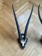 Poroże antylopy duże rogi 