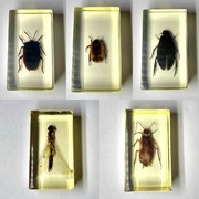 Owady zatopione w żywicy 5 sztuk. Odbiór osobisty Warszawa.