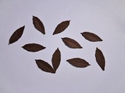 Scrapki liść tłoczony 10 szt. 34x12 mm ciemnobrązowy gramatura 160 g/m2