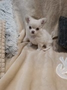 Chihuahua długowłosa Bella 