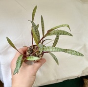 Scilla violacea Ledebouria socialis