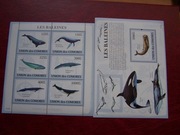 Komory 2009 MNH Fauna Ssaki Morskie Walenie