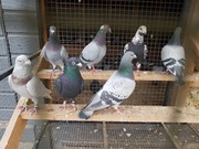 Wybitne gołębie pocztowe 1 miejsce okręg Tarnobrzeg 2023 r.