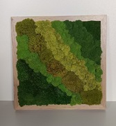 Obraz MECH CHROBOTEK wiecznie żywy  32/32cm