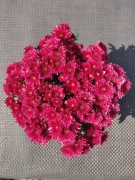 Chryzantemy, Chryzantema.