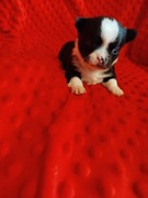 Śliczne szczeniaki chihuahua