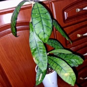 Hoja, hoya ~ CALLISTOPHYLLA SABAH BORNEO/ BIG LEAF/  ~ dojrzała, rosnąca 