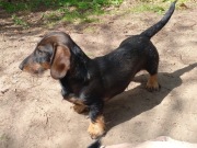 Jamnik szorstkowłosy miniaturowy - piesek, hodowla ZKwP (FCI)