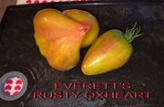 Pomidor Everett's Rusty Oxheart - 10 nasion kolekcjonerskich - HIT ! 