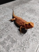 Agama brodata RED HYPO TRANS 50% het. WERO (witblits, zero) SAMICA